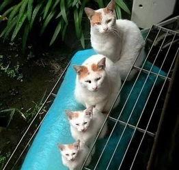 娱乐圈吃瓜猫是谁啊图片